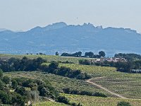 Vue du vignoble. Au fond, les dentelles de Montmirail