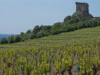 Une vigne au pied du château