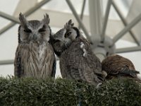 Petits ducs à face blanche