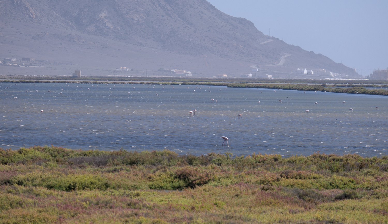 Las Salinas - Flamants roses dans la lagune