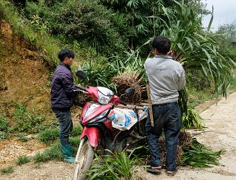 Transport d'orchidées pour transplantation