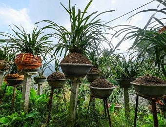 Culture des orghidées