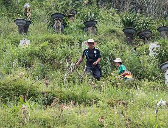 Culture des orchidées
