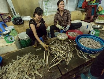 Produits de la mer  au marché de Cat Ba ( crevettes mantes à gauche,  poissons)