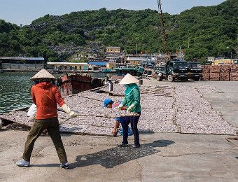 Disposition des claies sur le quai du port