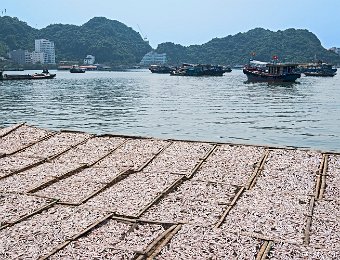 Claies en cours de séchage