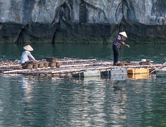 Ferme aquacole : huitres sur cordes