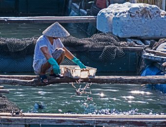 Ferme aquacole : nourrissage des poissons