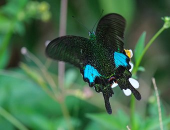 Papilio paris tamilana
