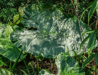 Alocasie taro géant