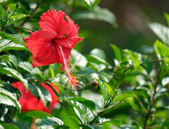 Hibiscus