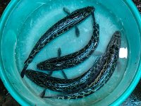 Poissons non identifiés