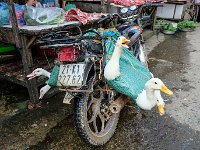 Mode de transport des canards
