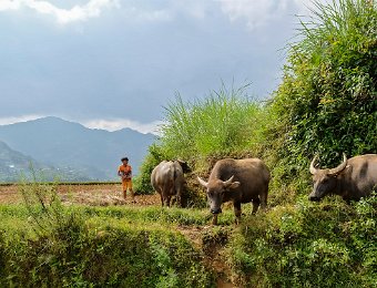 Enfants H'mong surveillant des buffles  Les buffles sont utilisés pour les gros travaux dans les rizières