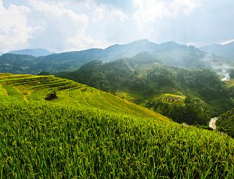 Paysage de rizières en terrasses