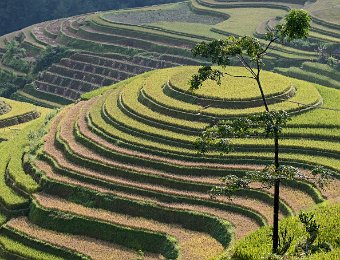 ... ou par tuyau en bambou comme cette terrasse située au sommet de la colline