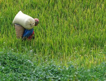 Paysanne transportant un sac de riz