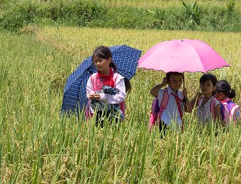  Fillettes interrompues en train de ramasser des crabes de rizière