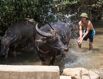  Paysan rafraîchissant ses buffles