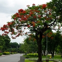 DSC 1012  Un flamboyant en fleur