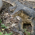 DSC 1074  Un varan très familier
