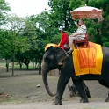 DSC 1588  L&#39;élephant n&#39;est plus utilisé que pour promener les touristes